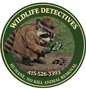 Wildlife Removal & Damage Repair | Marin County CA